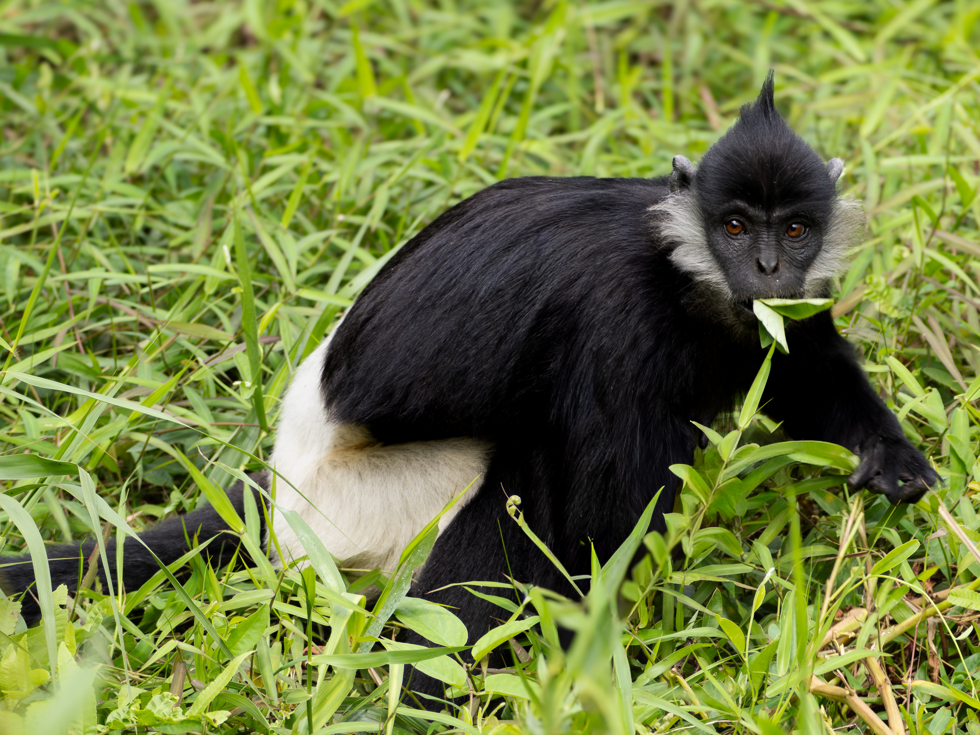 Delacour Langur