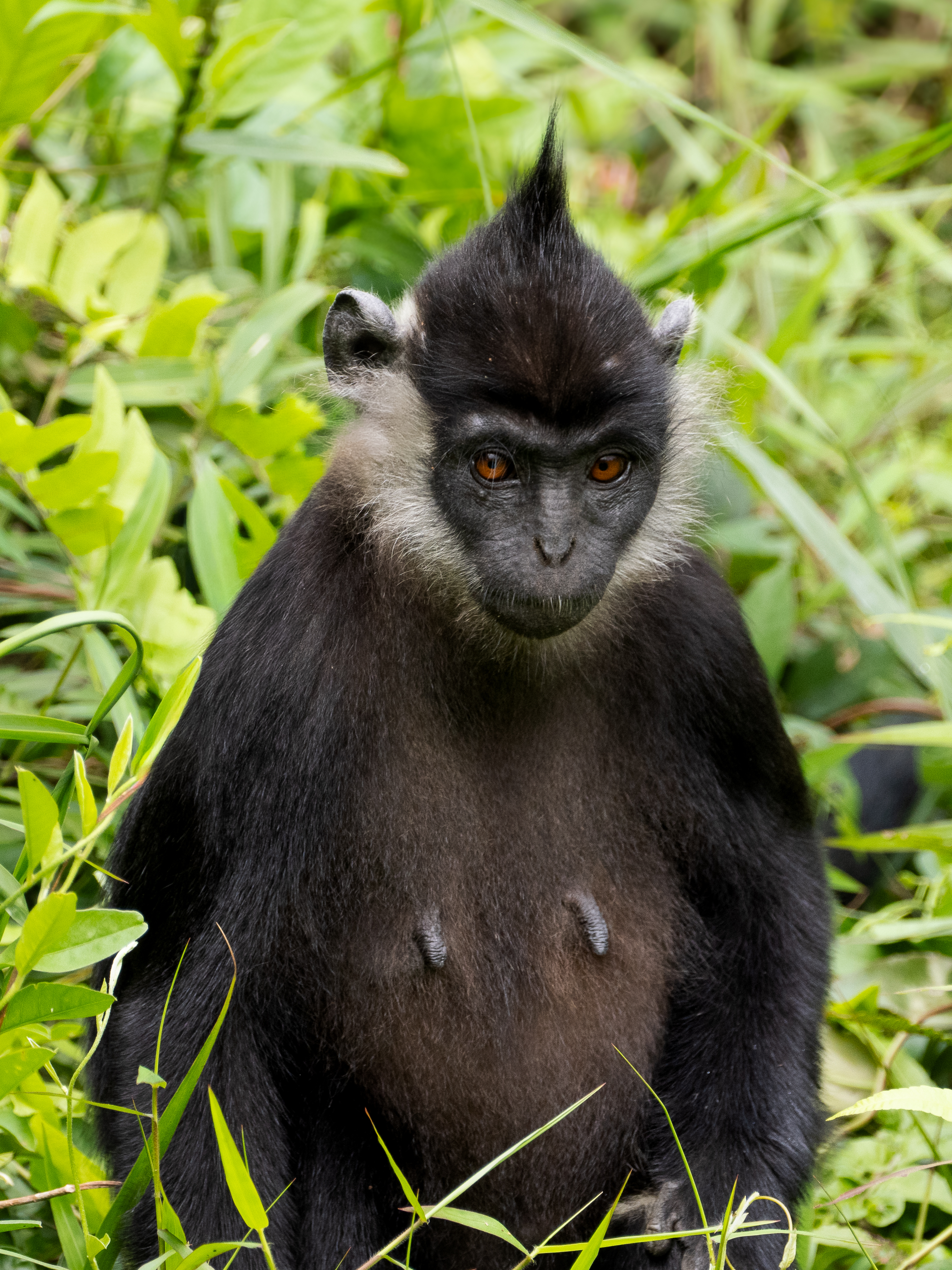 Delacour Langur