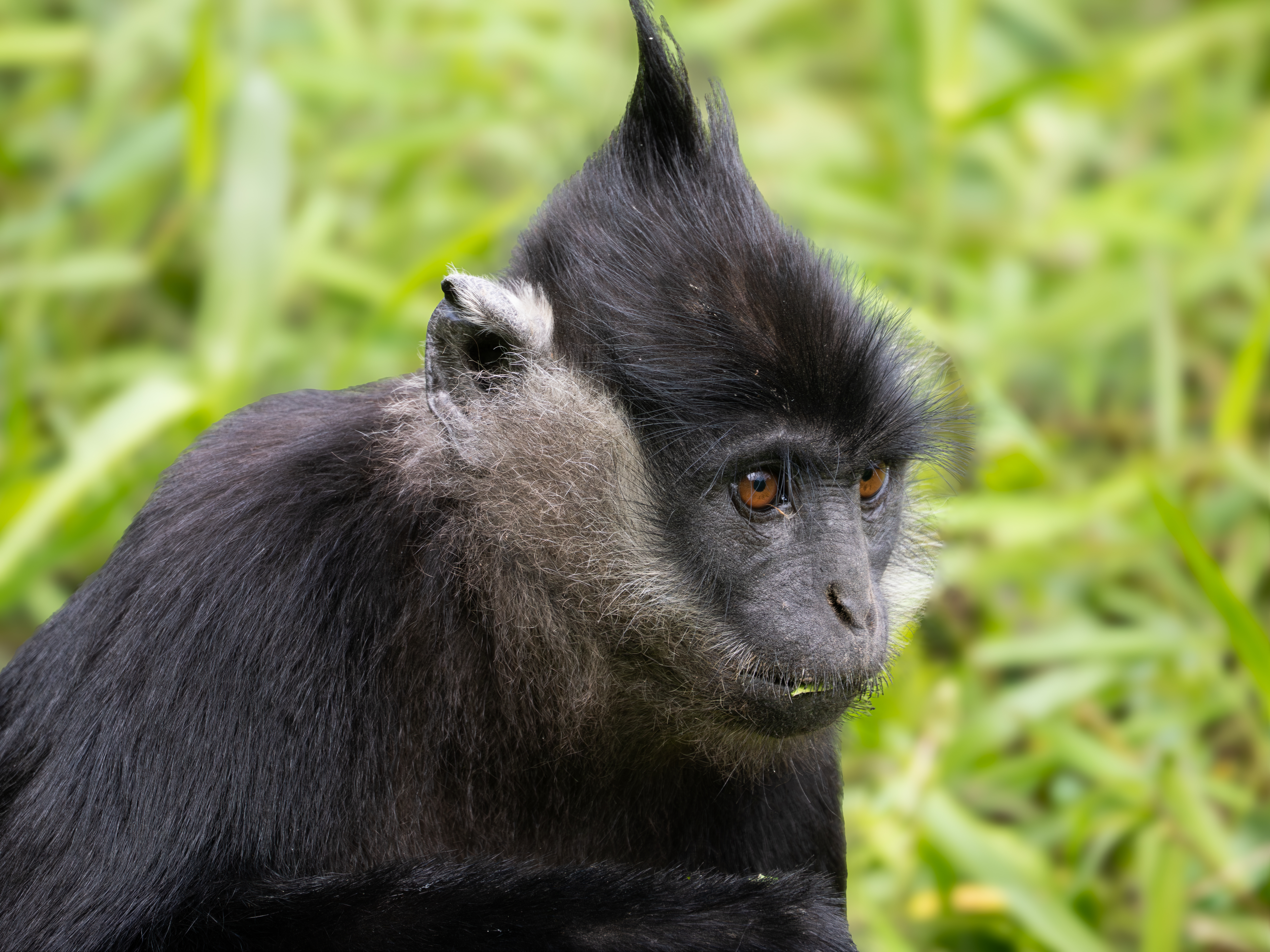 Delacour Langur