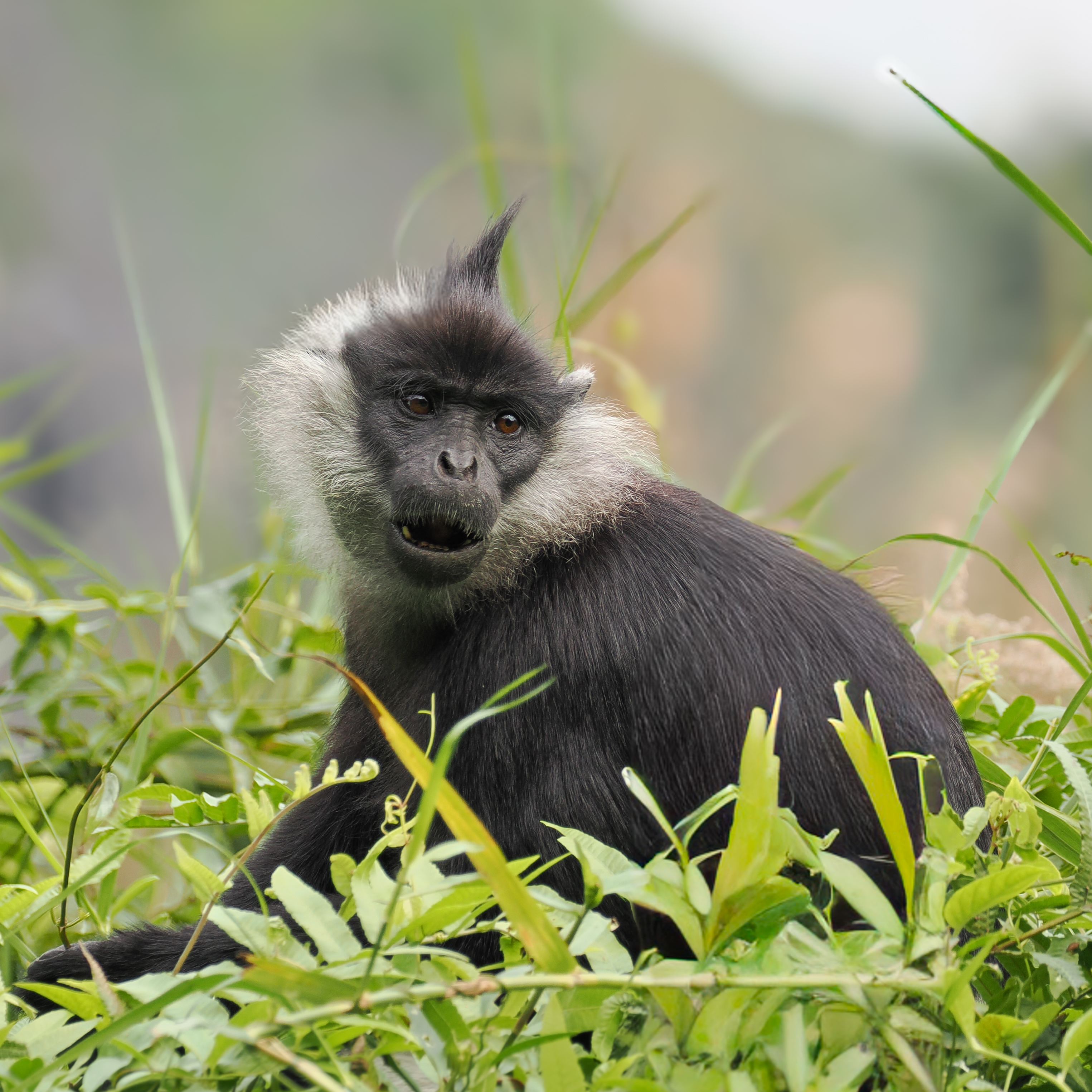 Delacour Langur