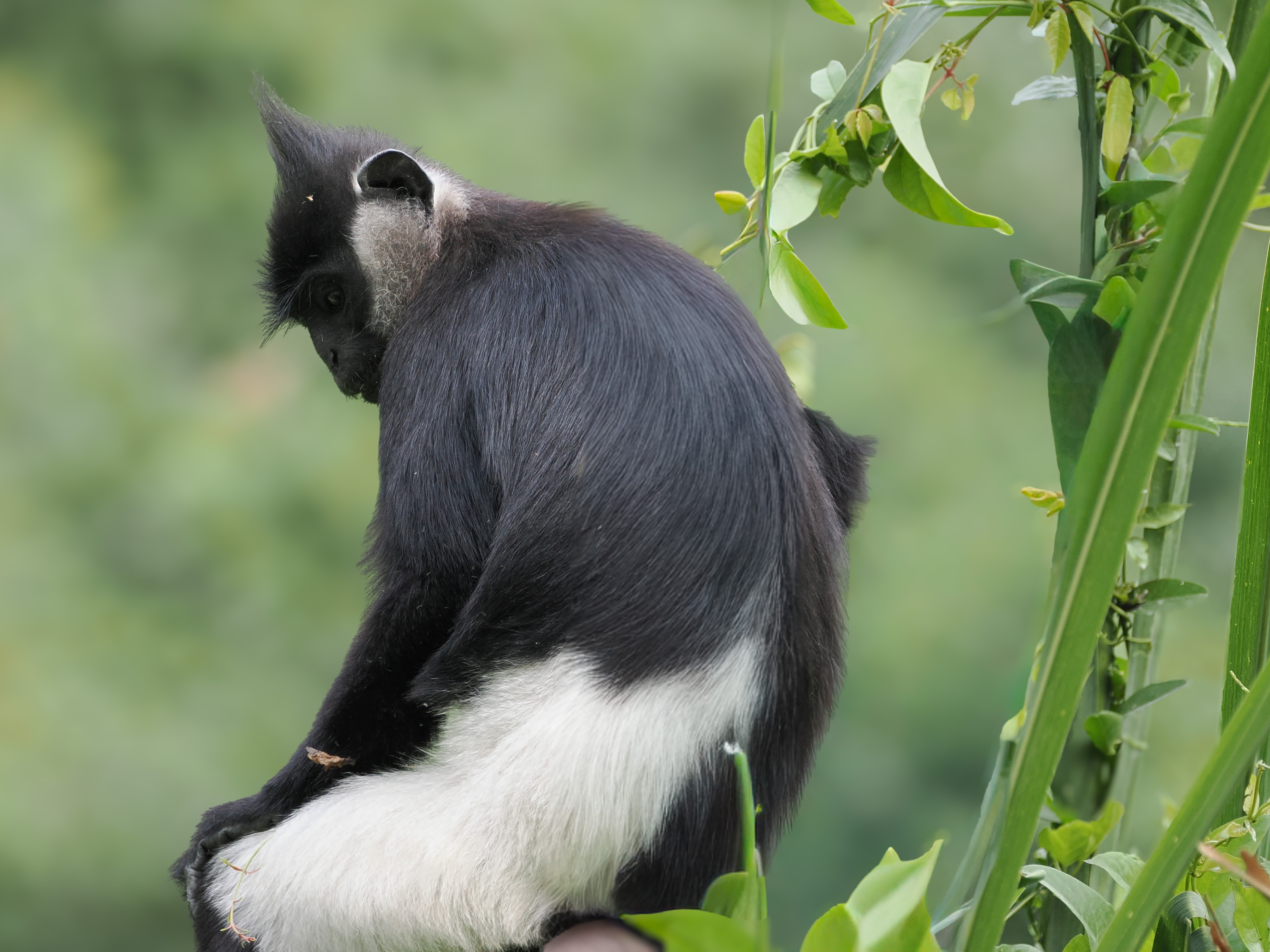 Delacour Langur