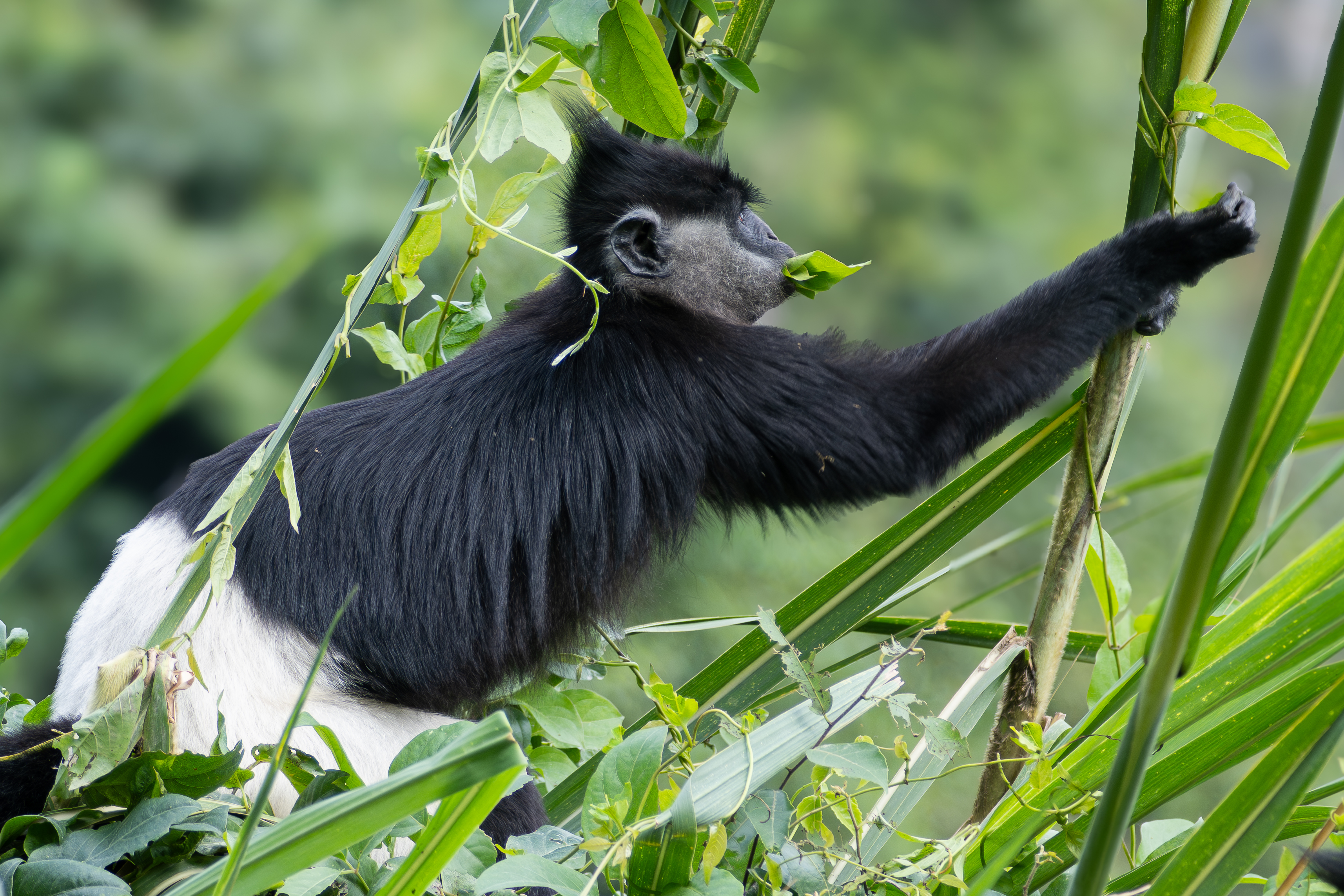 Delacour Langur